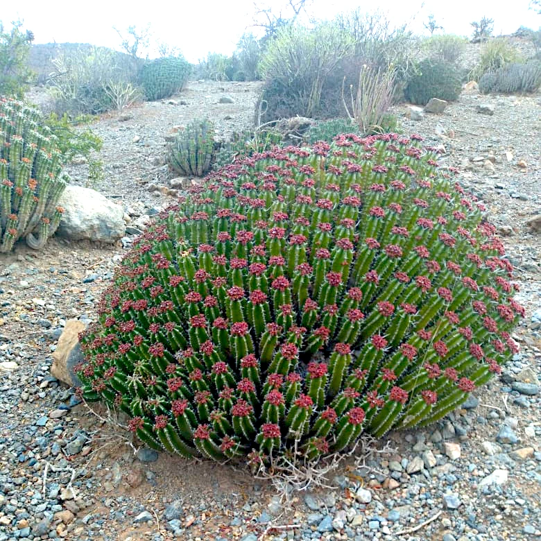 Moroccan Euphorbia officinarum